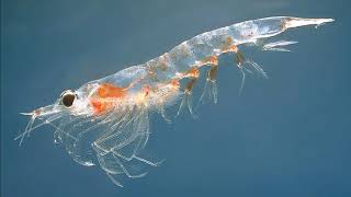 Facts: Krill