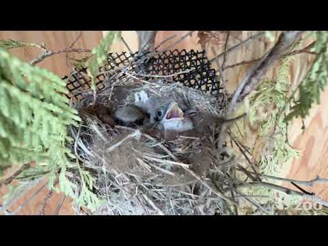 Nest Checking with the Eastern Loggerhead Shrikes 🪶🪺