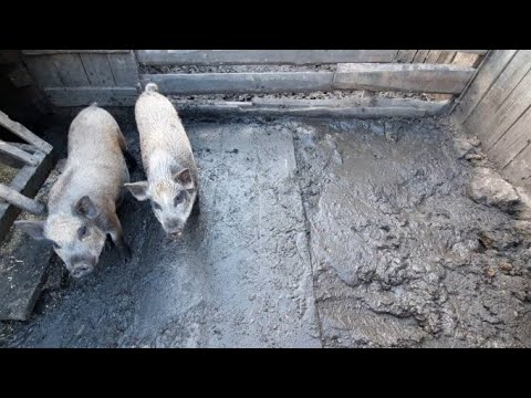 Уличное содержание свиней. Свиньи по уши в грязи.