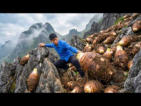 Harvesting 2000+KG of Wild Taro From The Mountains To Sell At The Market