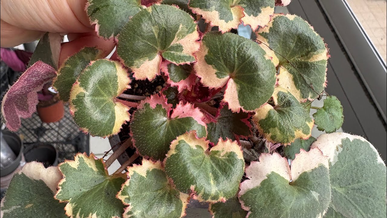 Verigate gelin telleri ve son kalan türlerim 💐05066598226