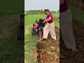 Upgrade your farm equipment today #tractor #minitractor #agricultura #machine #multipurpose