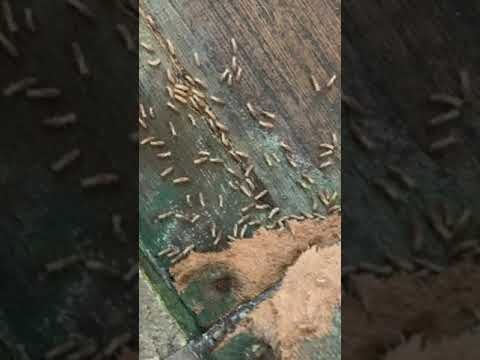Vidéo: A quoi ressemble une infestation de termites ?