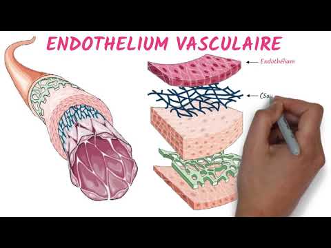 Vidéo: Quelle substance facilite la vasodilatation endothéliale ?