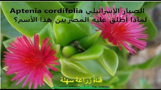 الصبار الإسرائيلي Aptenia Cordifolia العناية والإكثار للنبات ولماذا أطلق عليه المصريين هذا الأسم؟