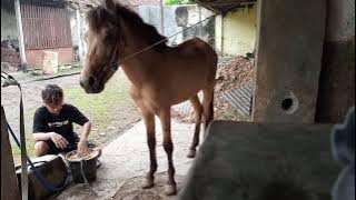 Stori wa 'marhaban ya ramadhan' 30 detik semi sinimatik kuda