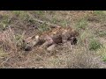 Dying hyena on its last and vultures squabbling for scraps.