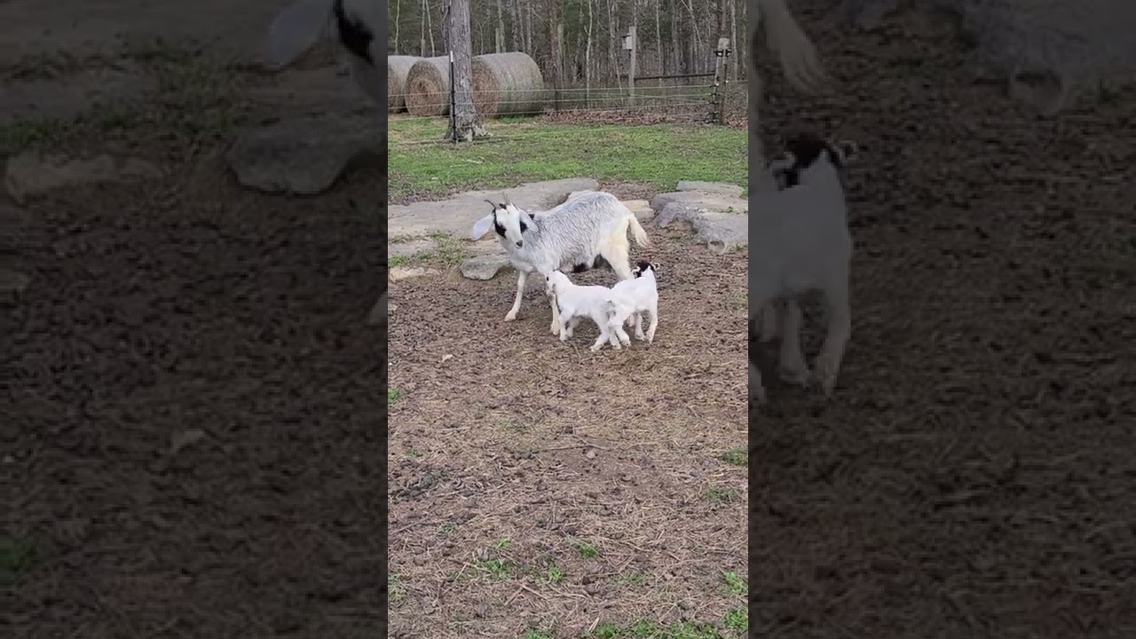 goat kids climb on mom until she gets up and lets them nurse 3-30-22