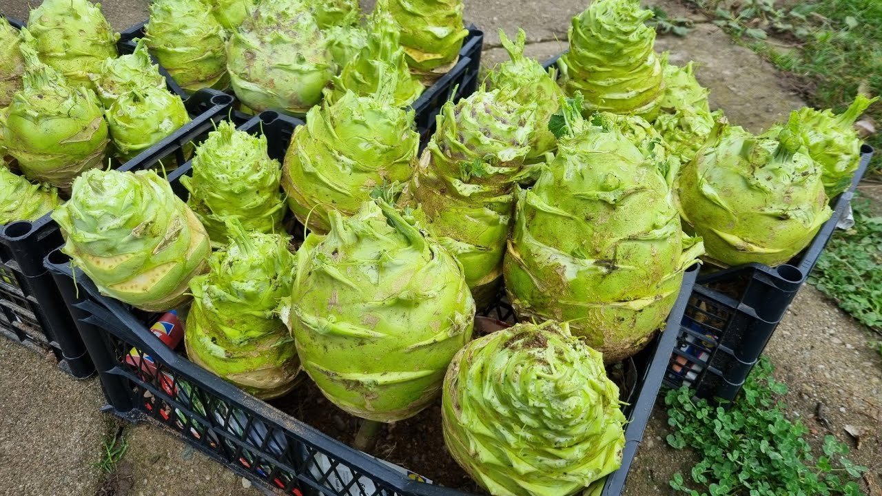 Karalábé termesztése kiskertben - vetés, nevelés, tárolás