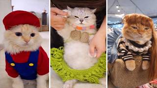 😂 Bruschimichis | Nadie Aguanta 10 Horas de Estos Gatos Sin Reír
