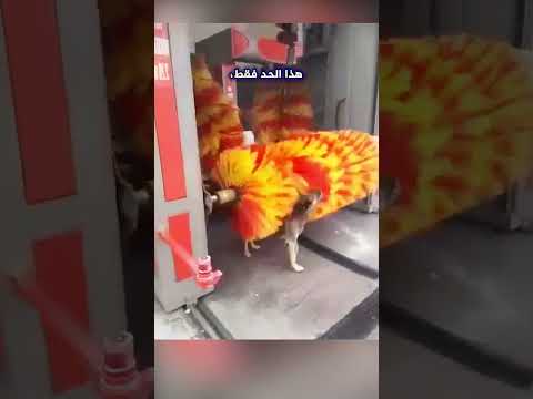 لن تصدق ذكاء هذا الكلب في استخدام غسيل السيارات كخدمة استحمام شاهد ماذا يفعل 
