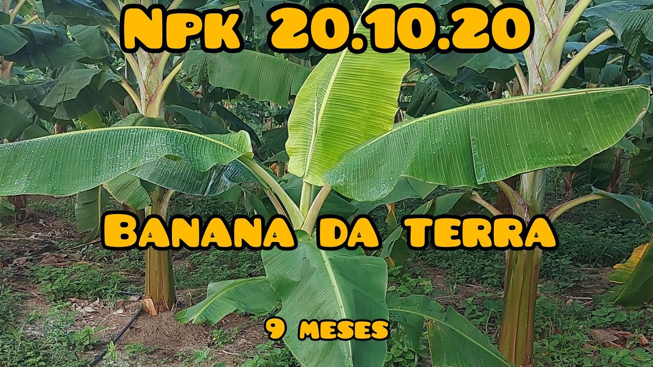 ADUBAÇÃO NPK 20.10.20 BANANA DA TERRA COM 9 MESES