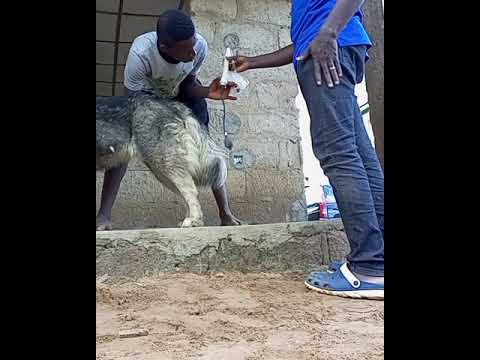 Video: Pet Scoop: Divlji konj Rođen iz umjetne oplodnje, psi pokazuju osjećaje na licima