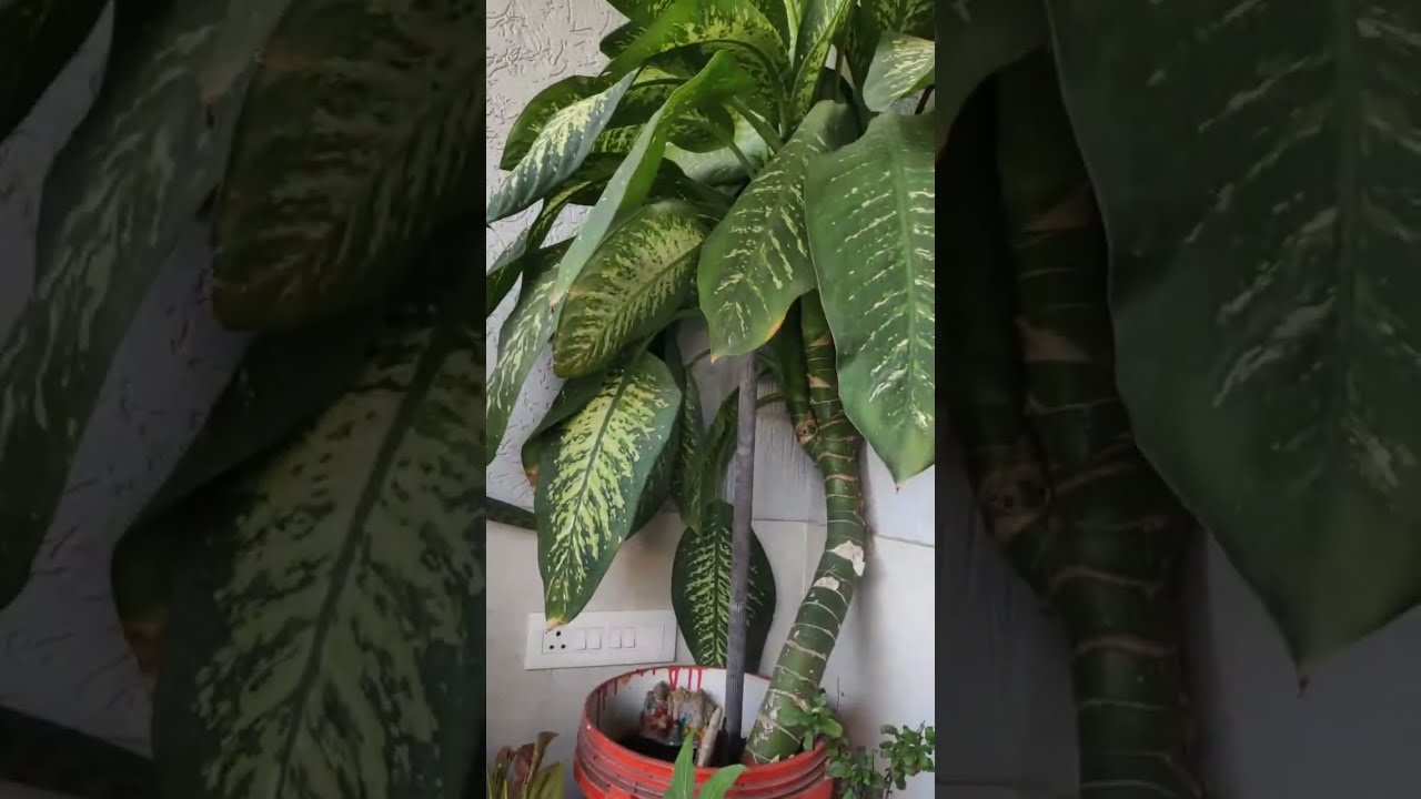 InfoPlants and Nature is live! Platform per semishade area mein rakhen plants 😍