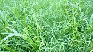 Bazara Farming Indian Fam Zones