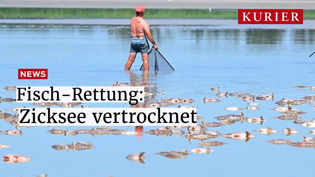 Seewinkel: Massen-Abfischen weil Zicksee austrocknet