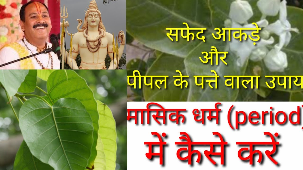pipal ke patte ka upay pipal ke patte ka upay pradeep mishra safed