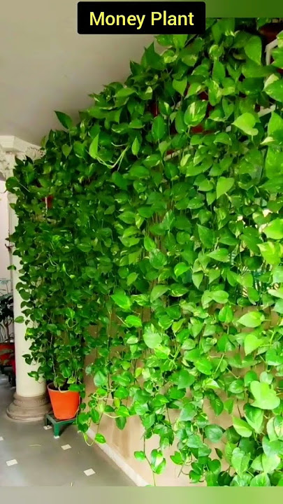 5 बेल वाले पौधे/Vine Plants/Climber Plants/Creeper Plants