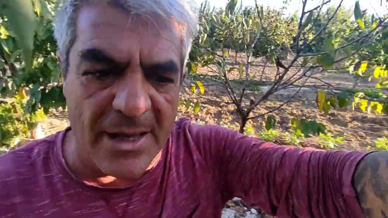 Poda del cerezo sistema KGB