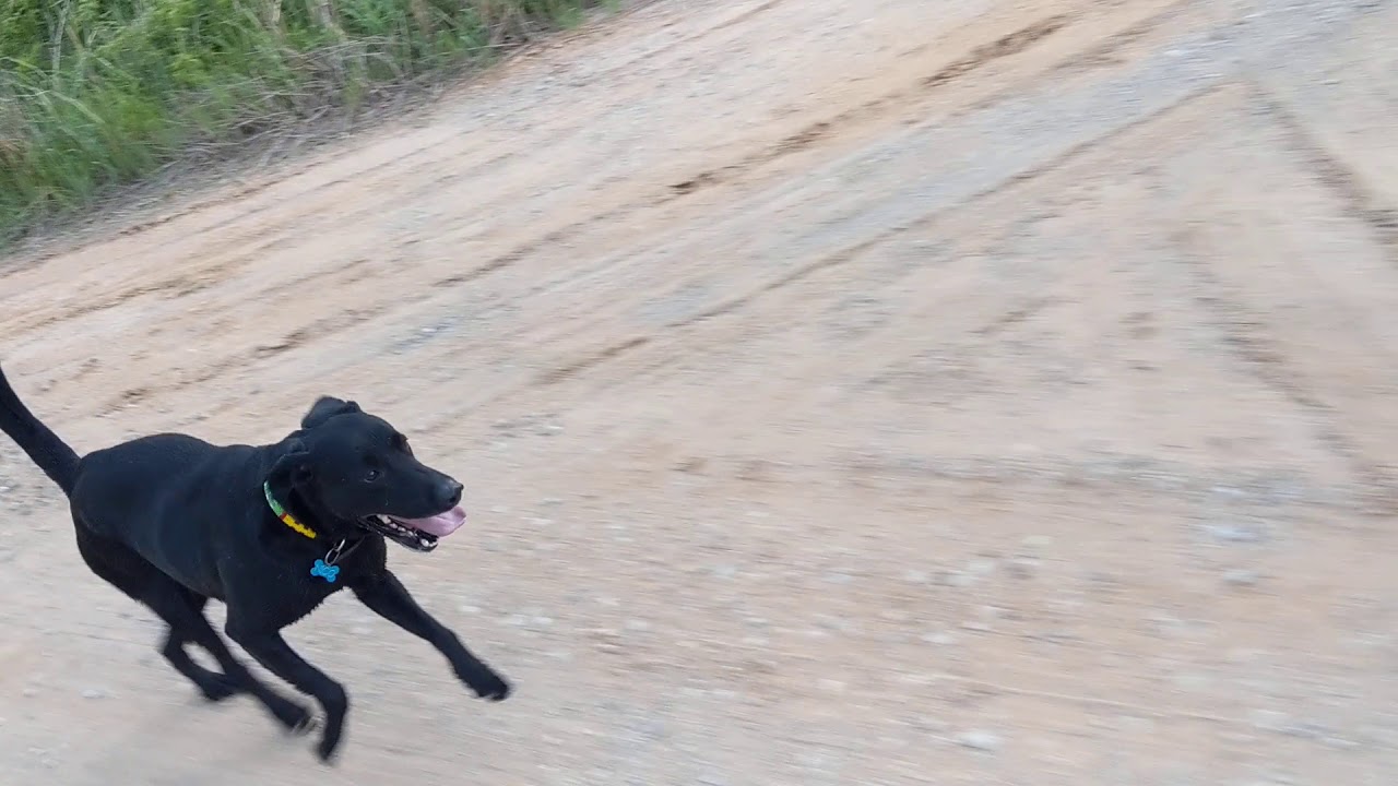 Gravel Dog YouTube