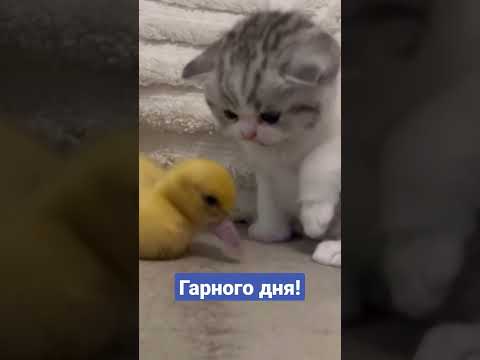 Гарного дня! #shorts