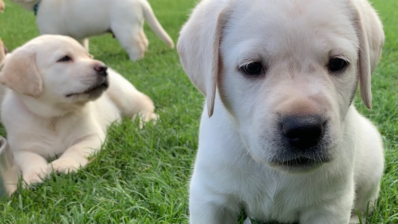 Lab Puppies LIVE STREAM Puppy Cam July 6 - YouTube