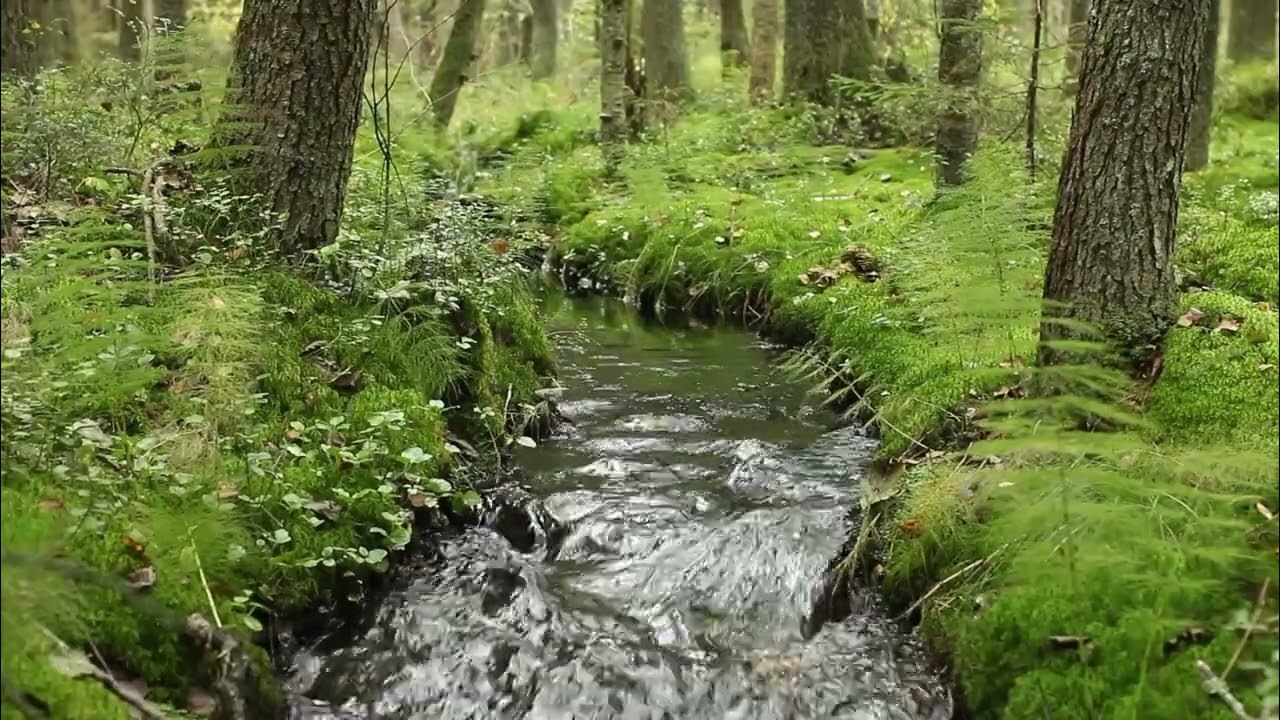 Лесной ручей прозрачный в лесу. Карелия лес ручей осенью. Ручей посреди леса. Лесной ручей. Ручей в лесу.