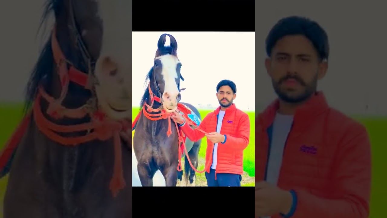 BEAT SYNC VIDEO ⚡ HORSE LOVER STATUS 🔥 iPhone ringtone 