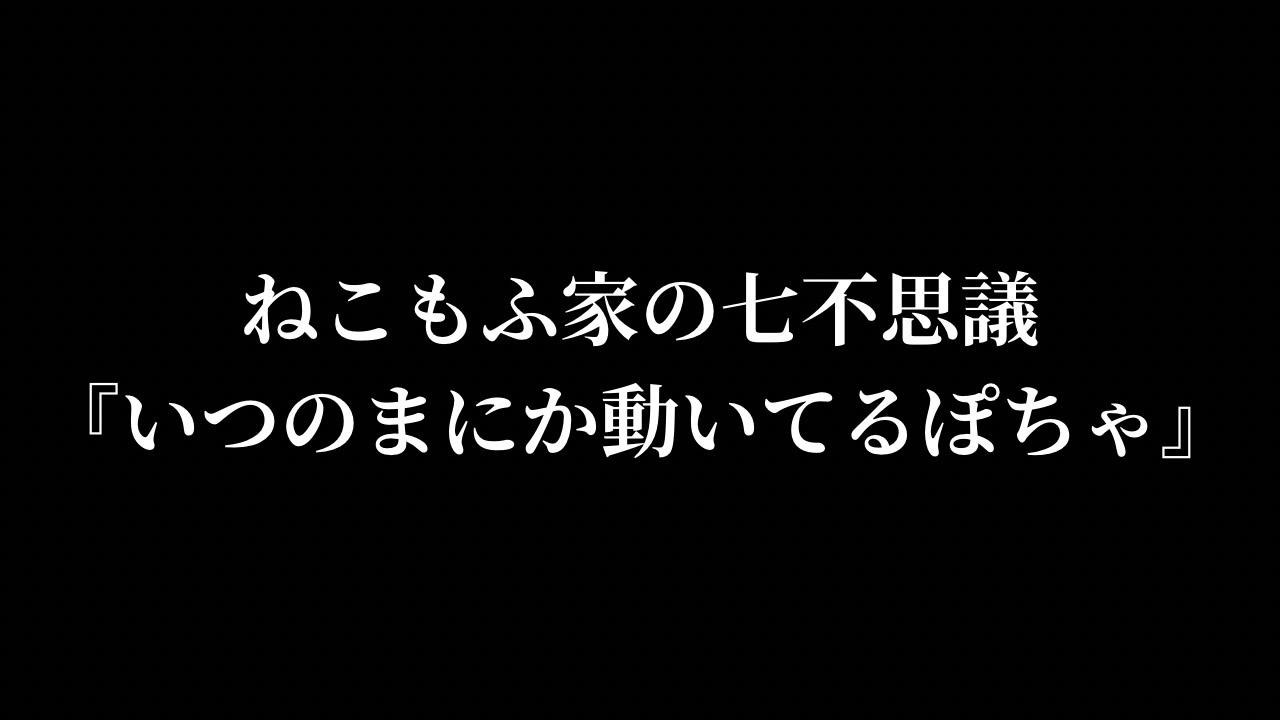 ねこもふ家七不思議のひとつ『いつのまにか動いてるぽちゃ』