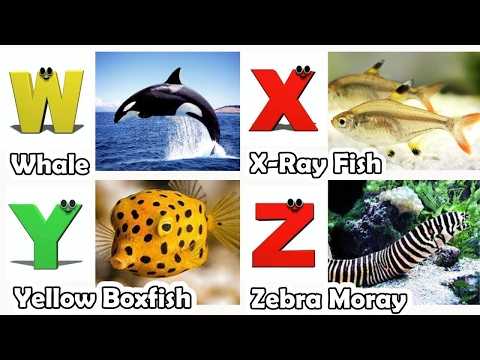 ABC Song | Sea Animals ABC Song | Phonics for Kids | Learn ABC, Baby | Alphabet Letters