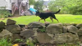 Pitbull vs Australian Kelpie #germanshepherd  #pitbull #kelpie #dog #rescuedogsofinstagram