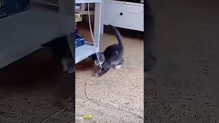 Komik kedi videoları//komik hayvan videoları//#kesfetdeyim #puppy