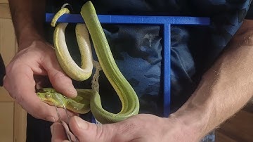 Green tree python assist shed #2