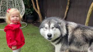 Adorable Baby Tells Off  Her Giant Wolf For Destroying Garden! (Cutest Ever!!)