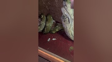 8 Foot Long Reticulated Python Eating A Huge Chicken 😱….MustWatch!!!