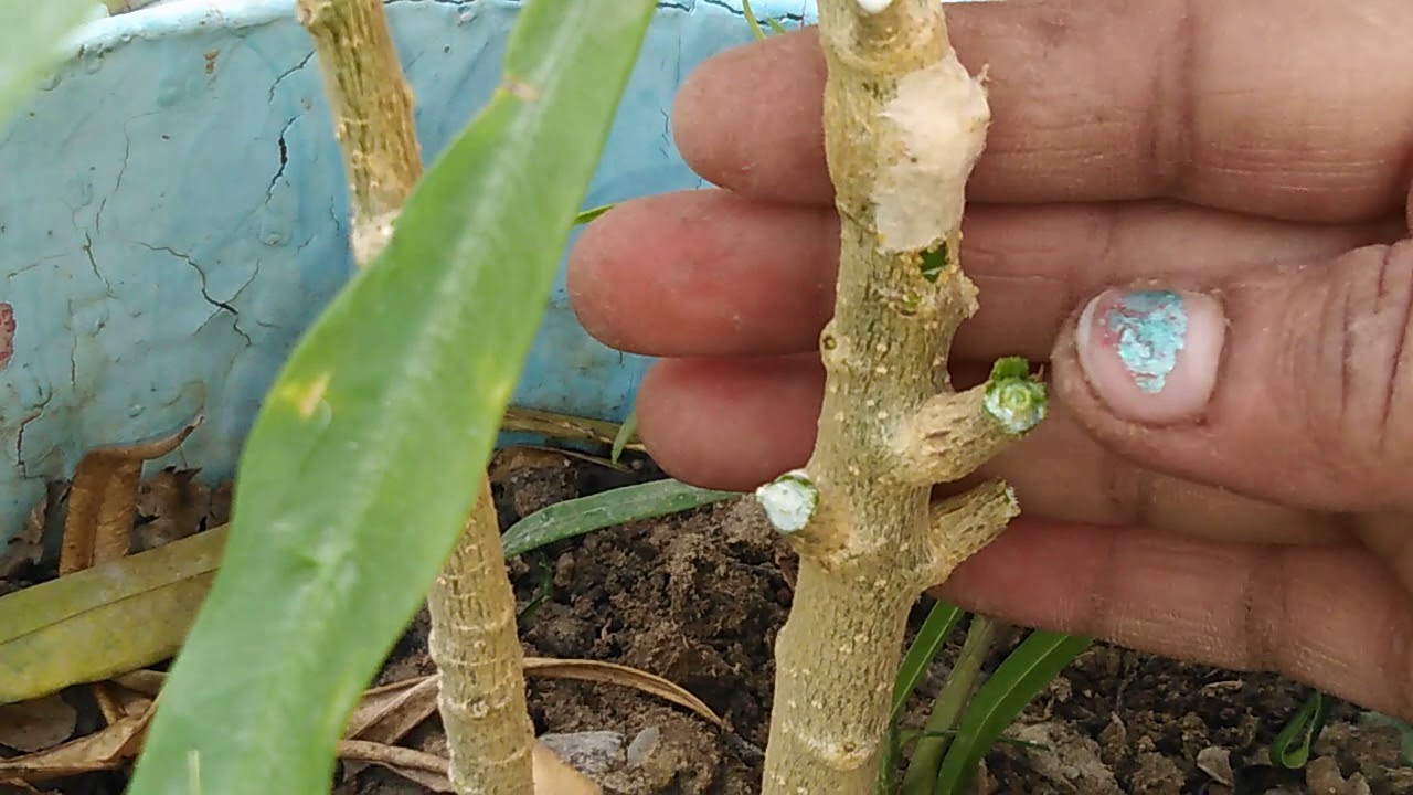 How to pruning and care for kaner plant /oleander 🌴 YouTube