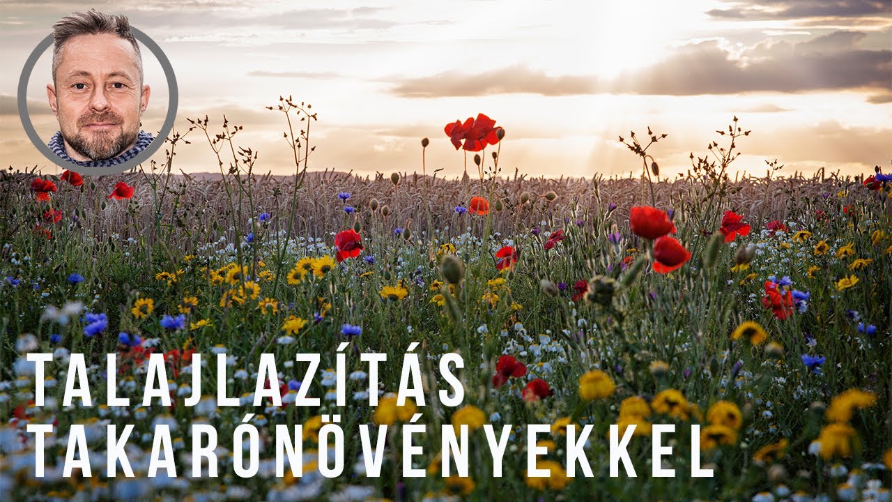 Ásás helyett lazítsuk a talajt takarónövényekkel | kert TV