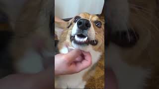 Vacuuming with corgi puppy #viral #shortsfeed #shorts #dog #corgi #pets #puppy #funny #animal #lol