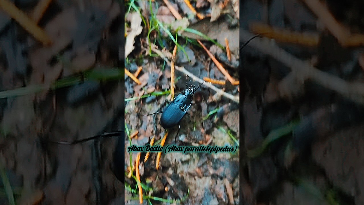 Abax Beetle | Rare Ground Beetle 