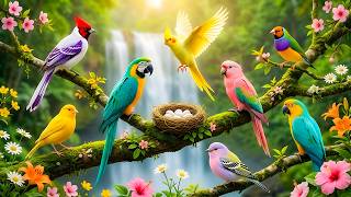Forest Bird Sounds & Soft Piano 🍃 Gentle Nature Ambience for Rest & Meditation screenshot 2