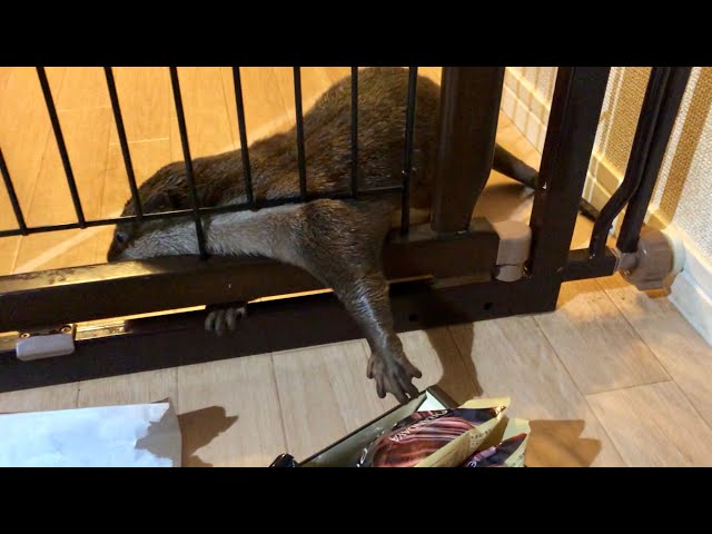 カワウソさくら 飼い主となかなかいい綱引き勝負をするカワウソ Otter vs. owner