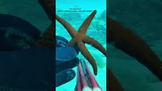 Denizin Gizli Mücevheri Kırmızı Deniz Yıldızı