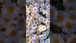 Hoova Roja Hoova Kannada Love Songs Kannada Hit Songs