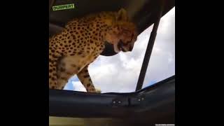 In a safari park in Tanzania, a cheetah climbed into a car with tourists.