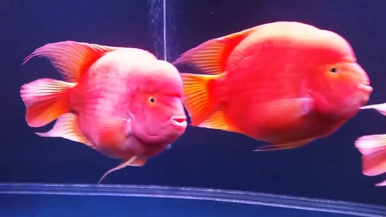 jumbo parrot fish | king kong parrot fish
