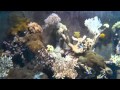 Tatralandia - Akwarium w basenie