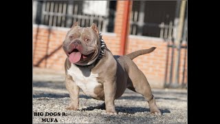 Bigdogs R.mufason Mr.koi & Miss Veta Bloodline Bigdogs Romania Kennel 20 Months Old