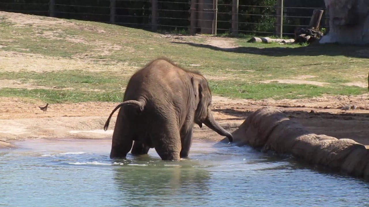 Baby Elephant going to the bathroom in pool Houston Zoo, Houston, Texas YouTube