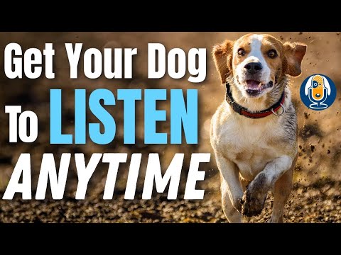 Video: Kāpēc suņi padara lieliskus treniņu draugus!