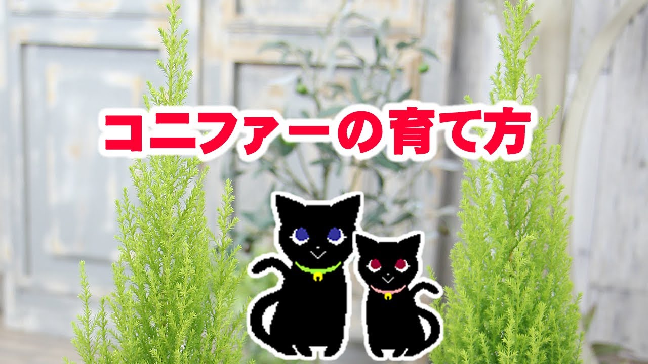 どんどん育ってます。ゴールドクレスト
さしあげます ゴールドクレストの育て方 | 観葉植物の通販 AND PLANTS (アンドプランツ)